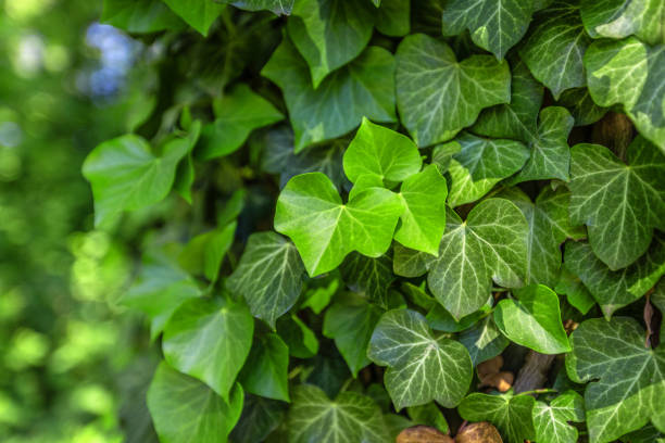 10 Best Plants for Indoor Air Quality