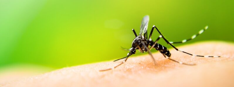 what is west nile virus