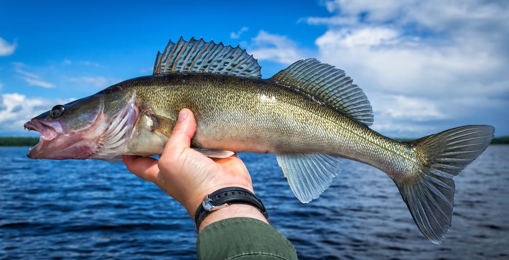 Share Your Most Memorable Walleye Fishing Adventure Yet.