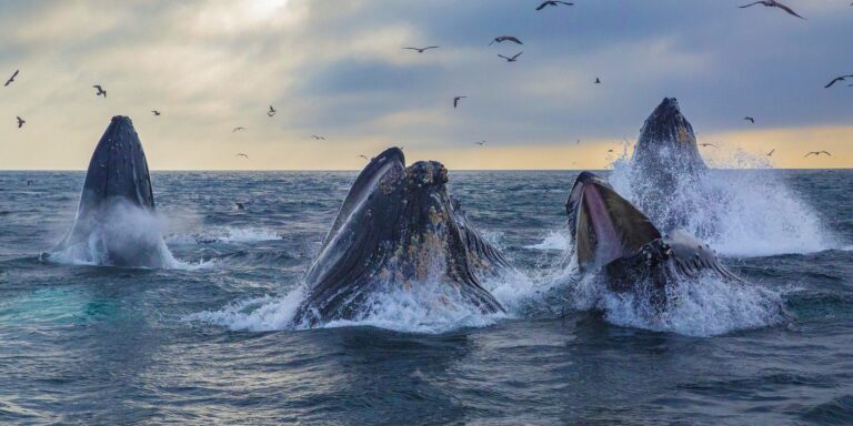 Humpback whales