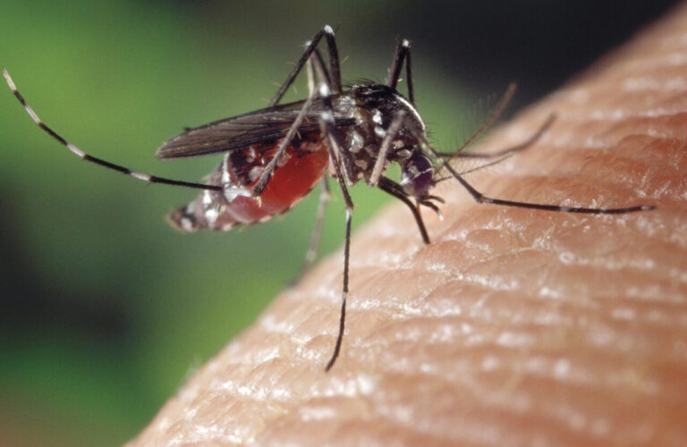 What is West Nile Virus